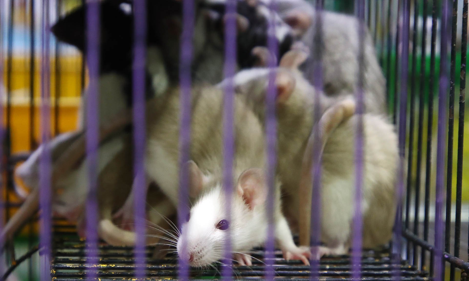 Белые и серые крысы в клетке