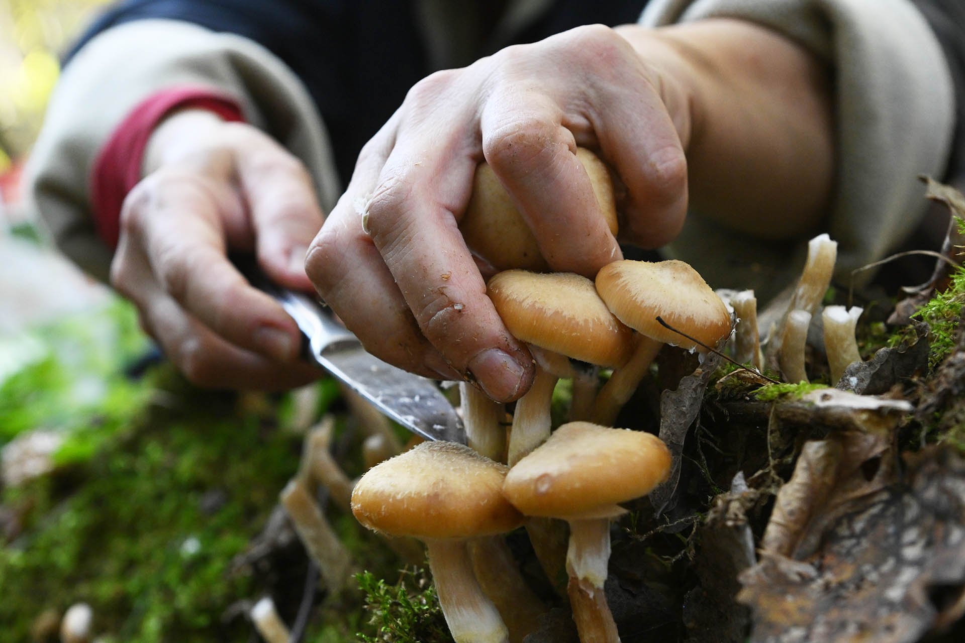 Женщина собирает грибы крупный план