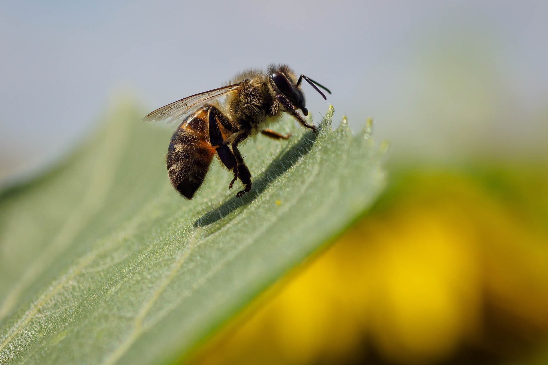 Как пчелы делают мед, сколько живет пчела и другие интересные факты о насекомых