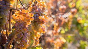 Урожай винограда крупный план