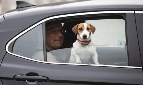 Собака в автомобиле