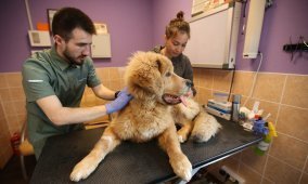 Профилактика собак от клещей в ветеринарной клинике
